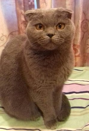 Пропала кошечка в завокзальном районе!