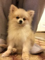 Потерялась собака