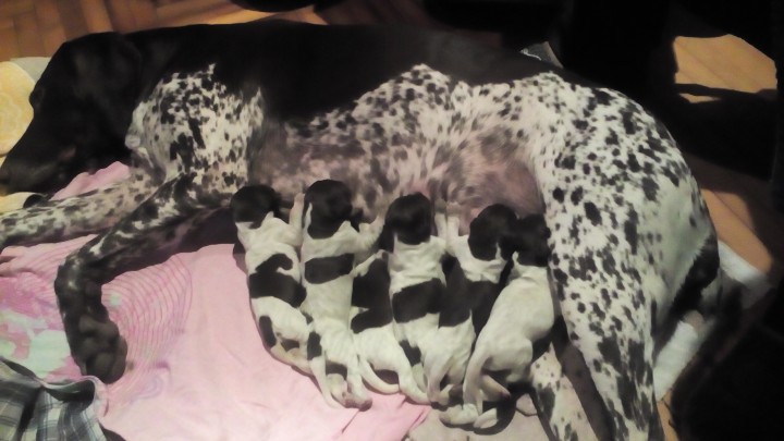 Продаются щенки курцхаара