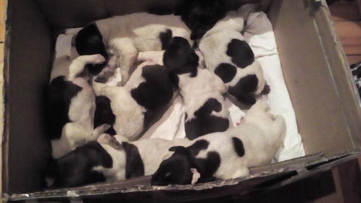 Продаются щенки курцхаара