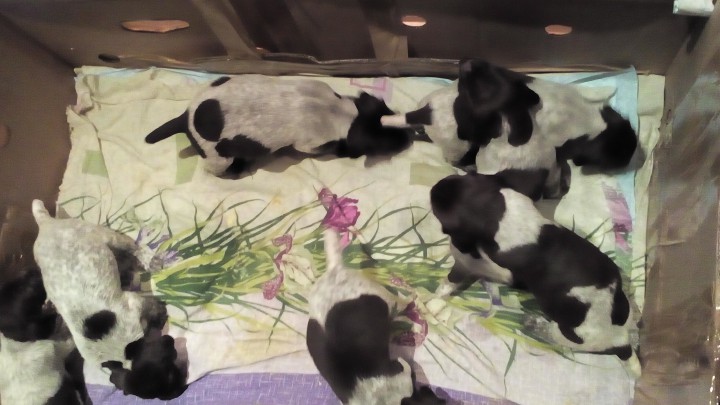 Продаются щенки курцхаара