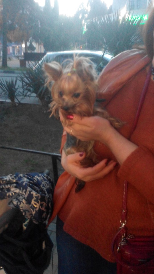 ПОМОГИТЕ!!!! ПРОПАЛА ЙОРК МИНИ. ЗА ВОЗНАГРОЖДЕНИЕ!