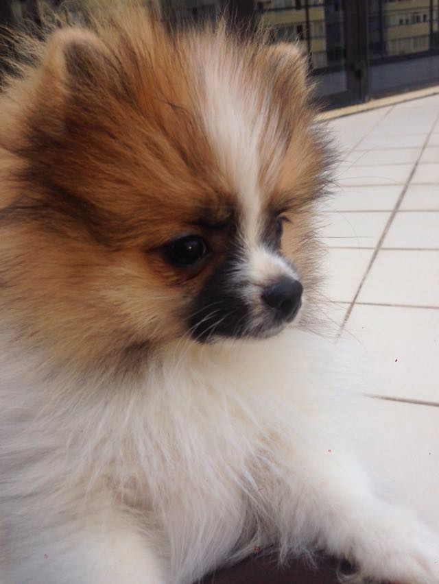 ПРОПАЛА Собака!!!!!