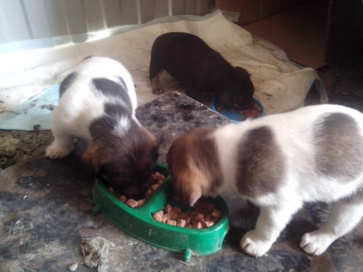 Нужна помощь собачулям