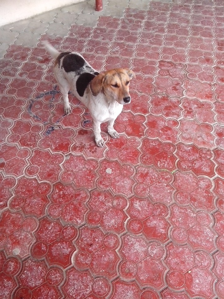 Нужна помощь собачулям