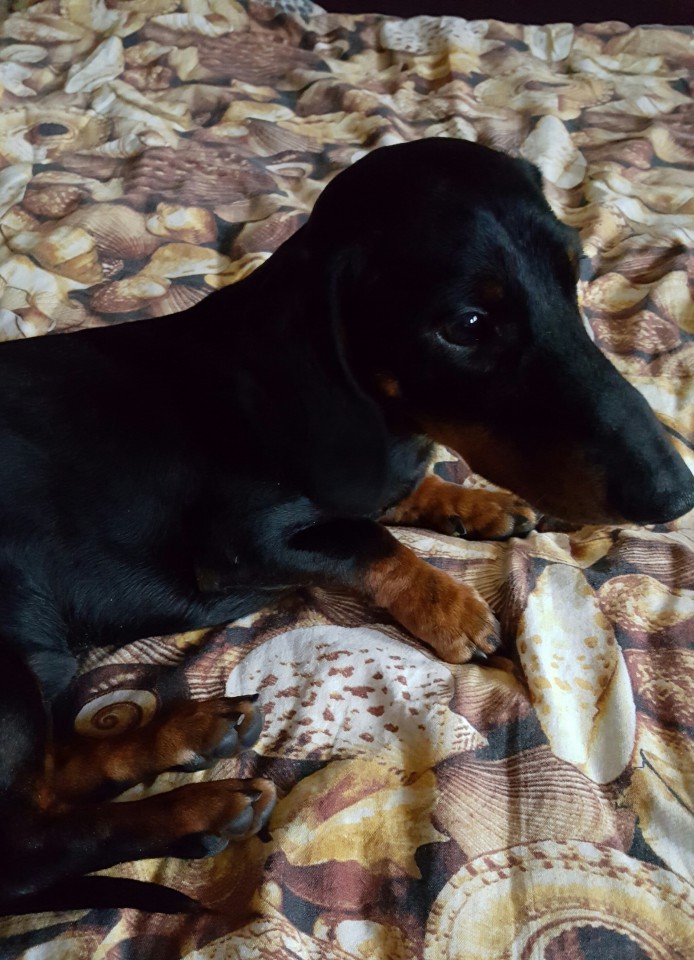 Пропал щенок таксы