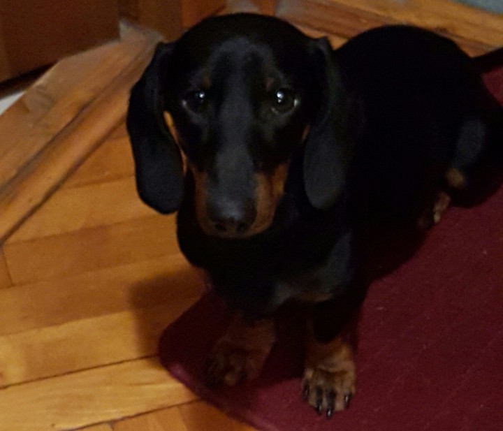 Пропал щенок таксы