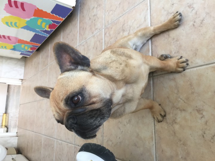 Нашли французского бульдога!!! Рыжего цвета ,девочка.