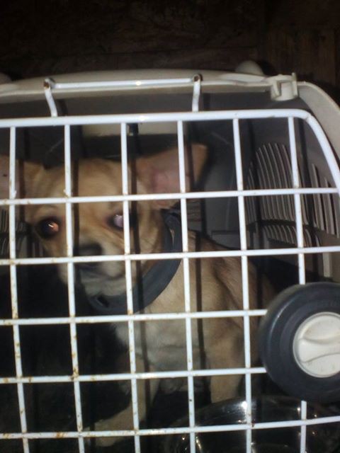 Найден кобель чихуахуа