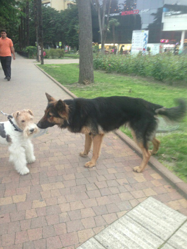 Потерялась овчарка в районе Мамайки