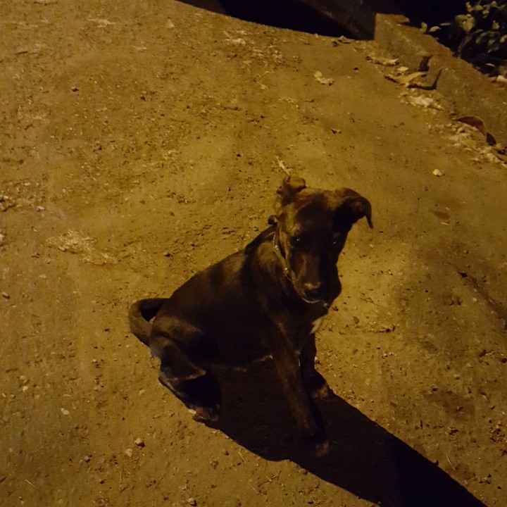 Потерянный щенок