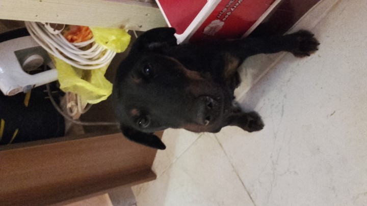 СРОЧНО!!!Нашли собаку Ягдтерьер!!!