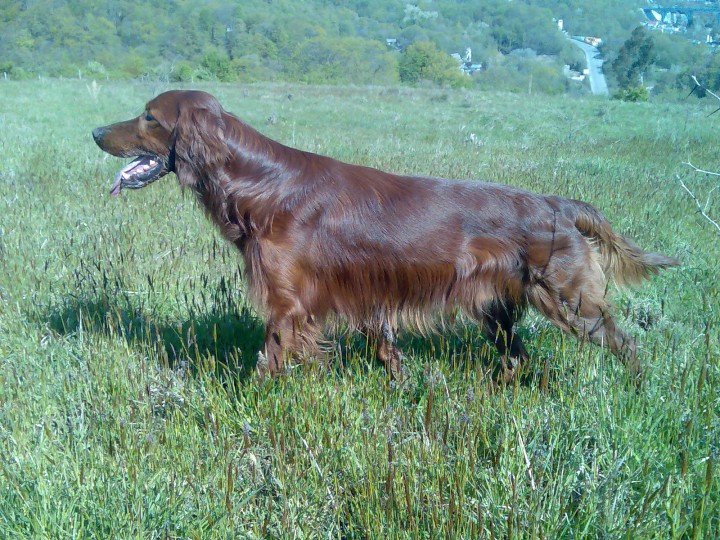 Пропала собака