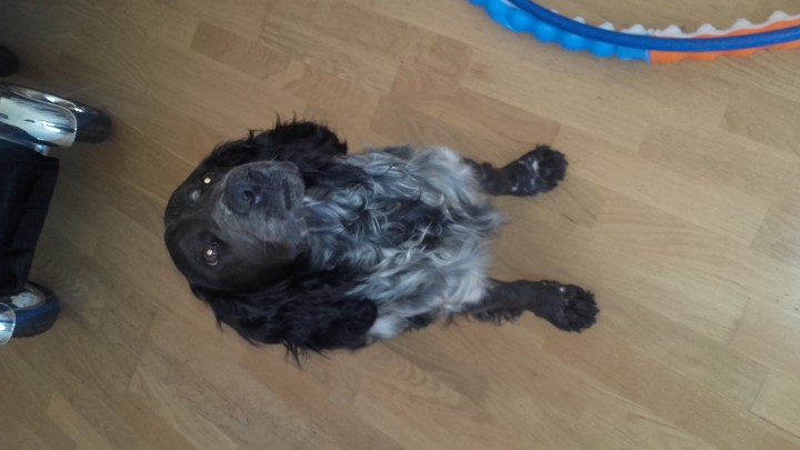 Найдена собака!