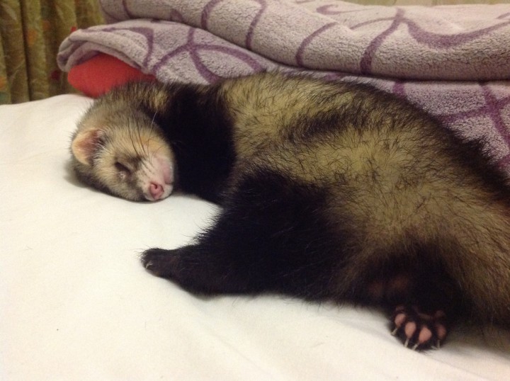 Пропал хорек!