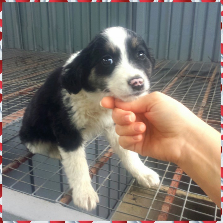 В добрые руки очаровательный щенок-звоночек