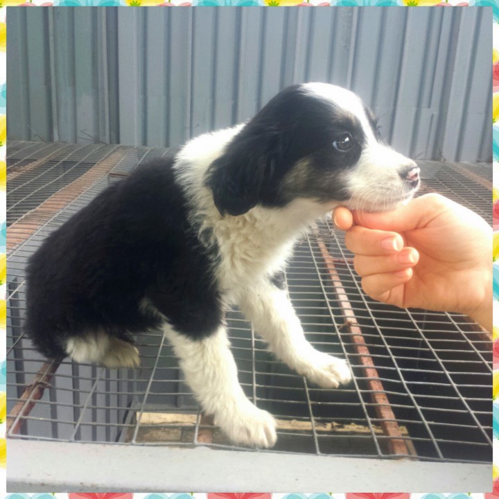 В добрые руки очаровательный щенок-звоночек