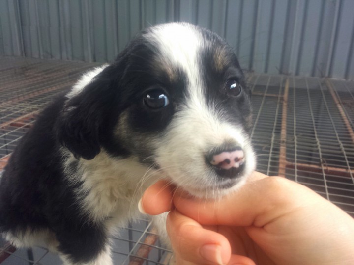 В добрые руки очаровательный щенок-звоночек