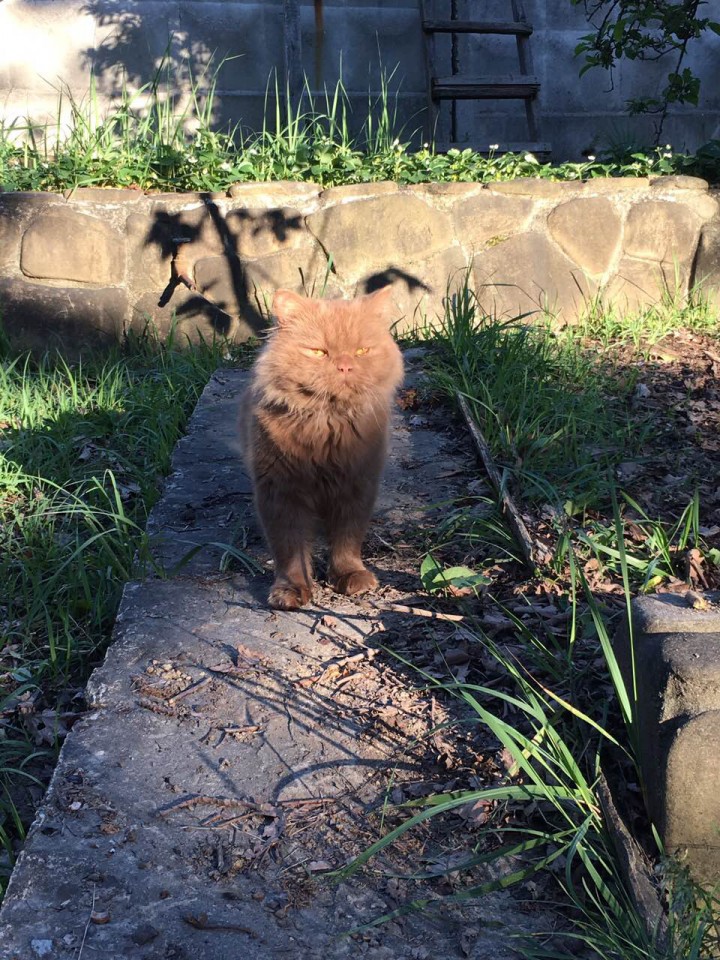 Потерялся кот 