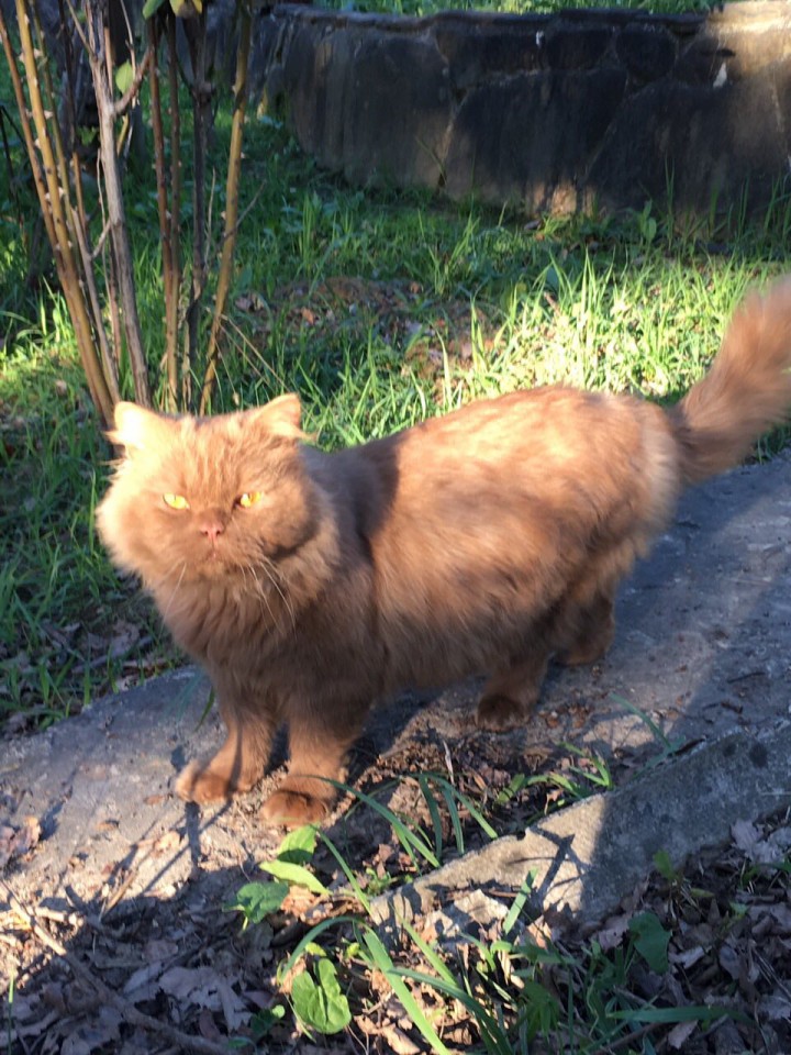 Потерялся кот 