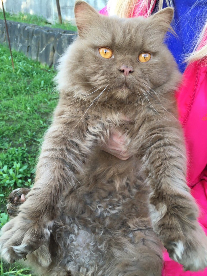 Потерялся кот 