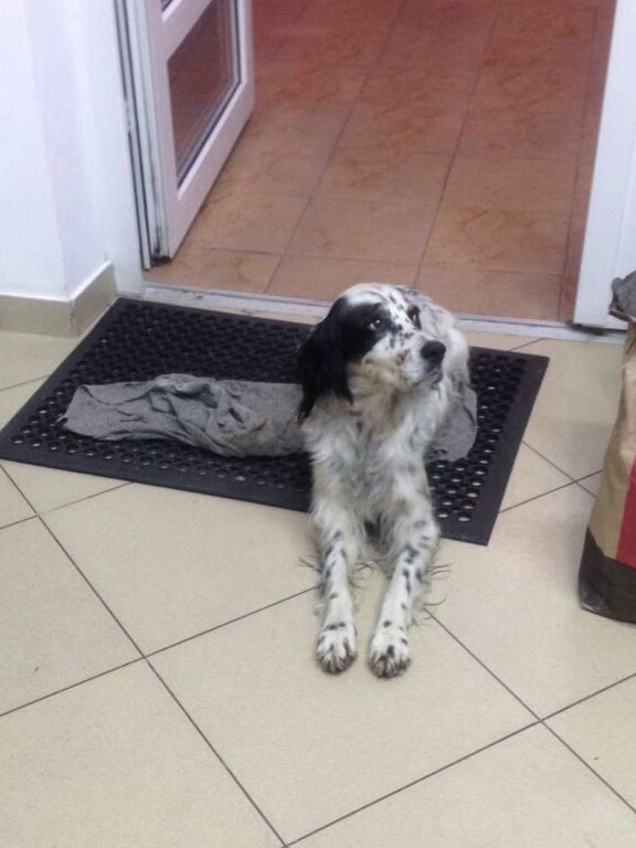 Найдена собака