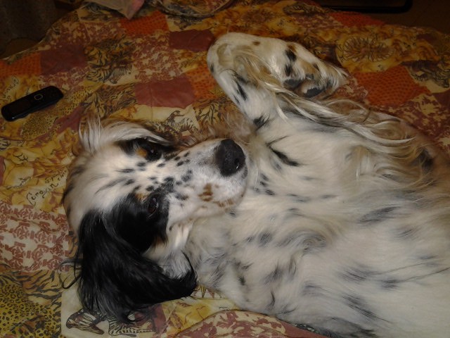 Найдена собака