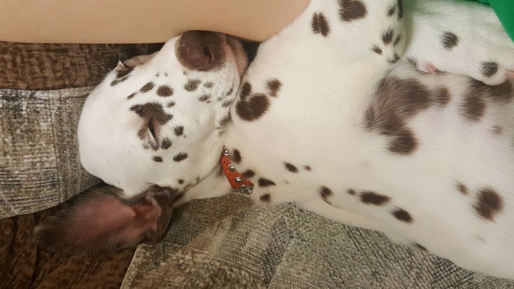 Продам прелестного пятнистого мальчика!