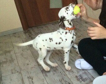 Продам прелестного пятнистого мальчика!