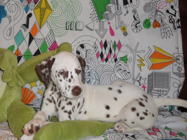 Продам прелестного пятнистого мальчика!