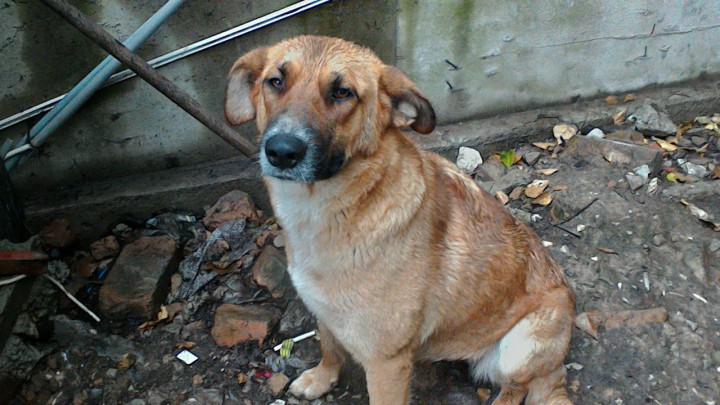 Собака в заботливые руки