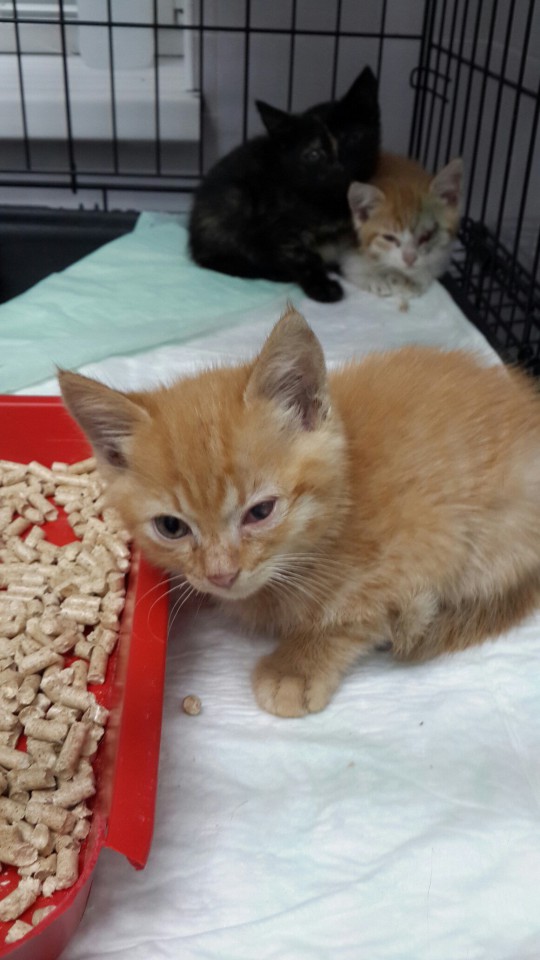 КОТЯТА, ОСТАВШИЕСЯ БЕЗ МАМОЧКИ, ИЩУТ ДОМ!!! 