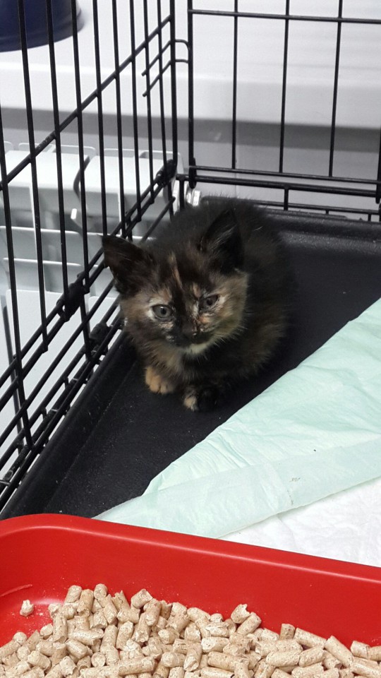 КОТЯТА, ОСТАВШИЕСЯ БЕЗ МАМОЧКИ, ИЩУТ ДОМ!!! 