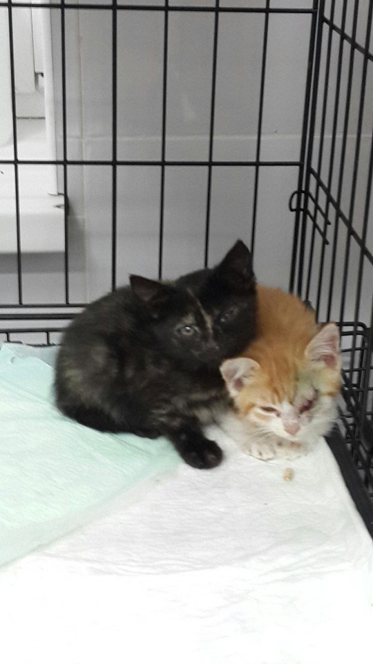 КОТЯТА, ОСТАВШИЕСЯ БЕЗ МАМОЧКИ, ИЩУТ ДОМ!!! 