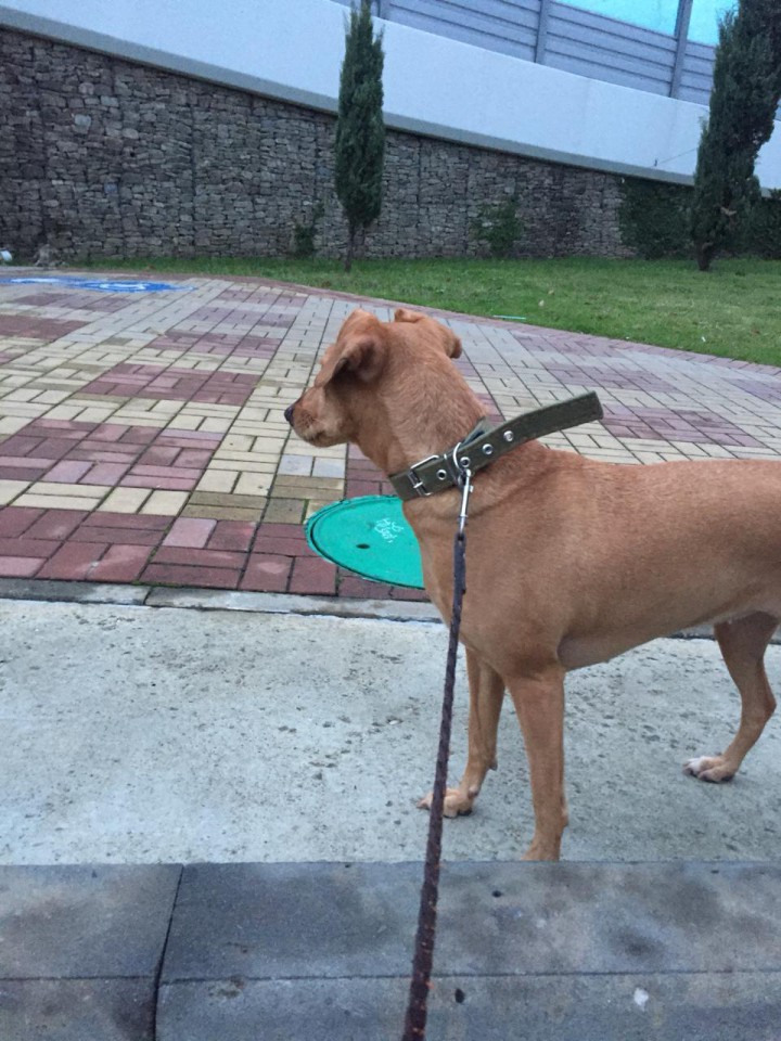 Найдена собака