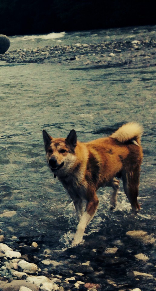 Пропала собака лайка