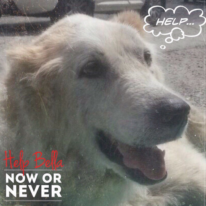 Найдена собака породы АЛАБАЙ (девочка лет 5)