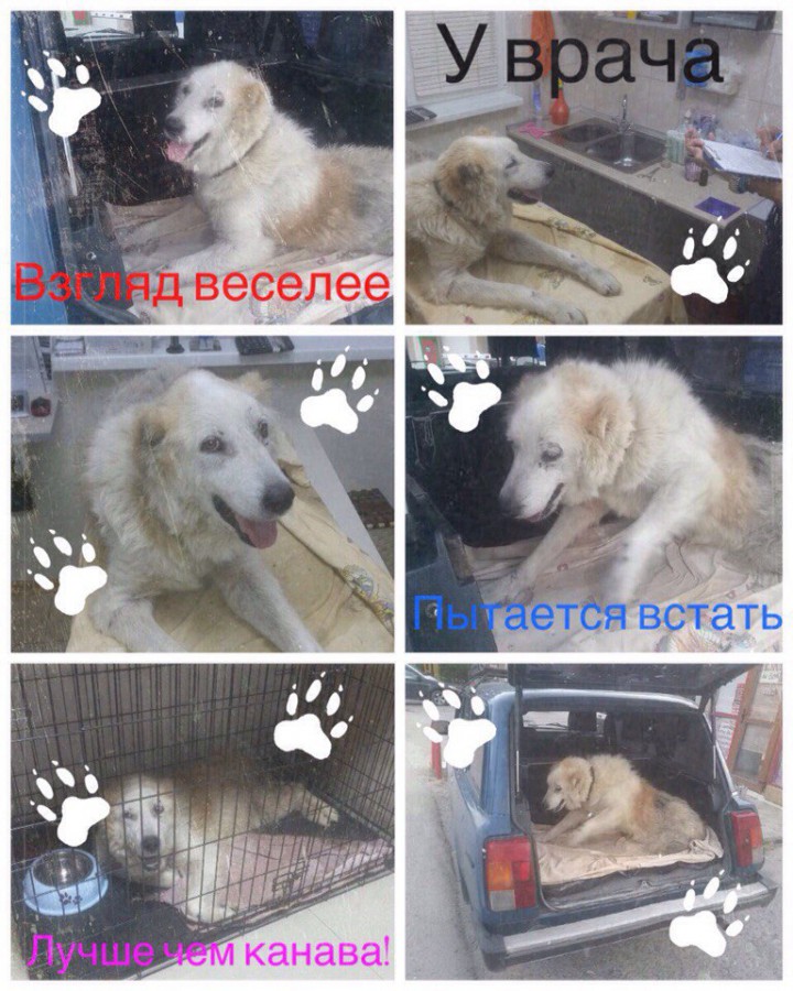 Найдена собака породы АЛАБАЙ (девочка лет 5)