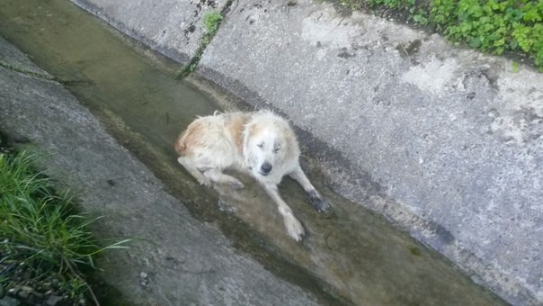 Найдена собака породы АЛАБАЙ (девочка лет 5)