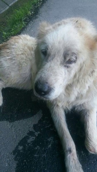 Найдена собака породы АЛАБАЙ (девочка лет 5)