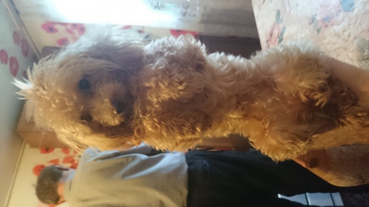 ПОТЕРЯЛАСЬ СОБАКА