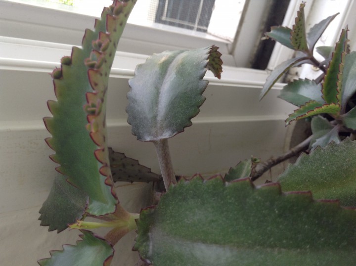 Меняю путевку в сад 67 на 33ребенок 2012г.р