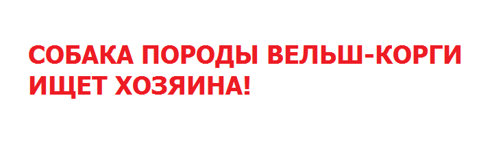 СОБАКА ПОРОДЫ ВЕЛЬШ-КОРГИ ИЩЕТ ХОЗЯИНА!!!!!!