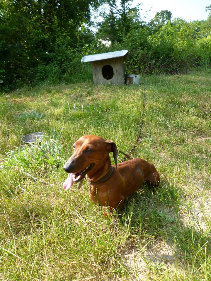 Нашел таксу