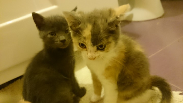 Домашние котятки в добрые руки 