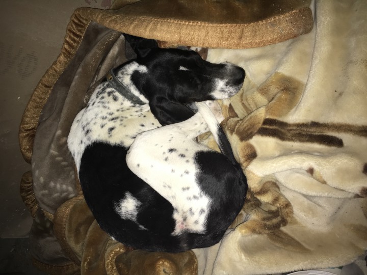 Найдена собака-Английский пойнтер! Щенок, мальчик. Отдам в ответ