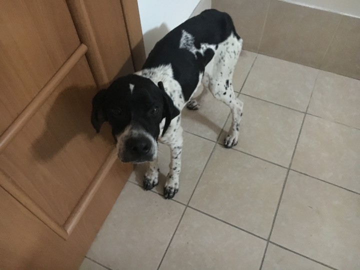 Найдена собака-Английский пойнтер! Щенок, мальчик. Отдам в ответ