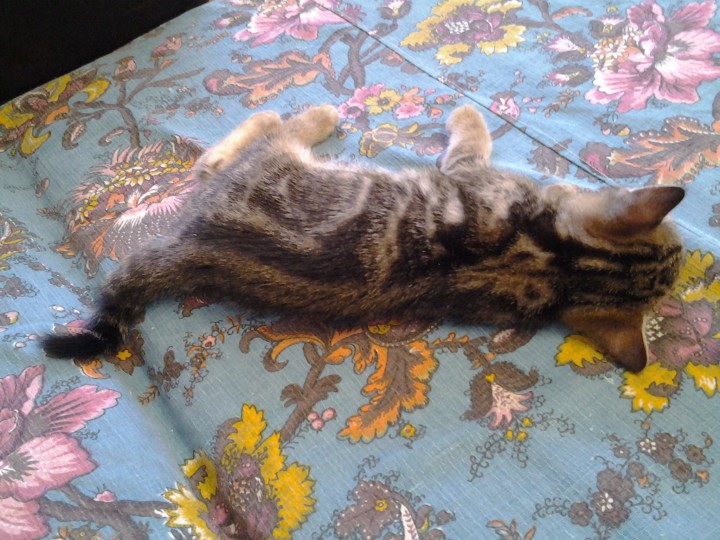 Отдаю в добрые руки.