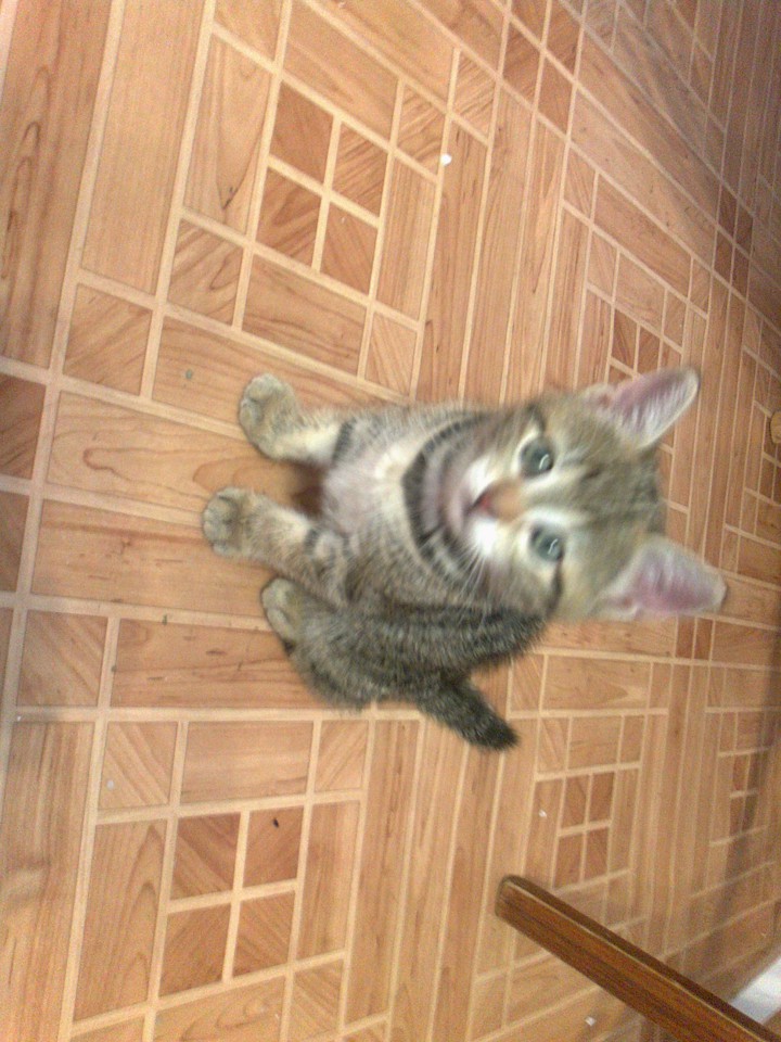 Отдаю в добрые руки.