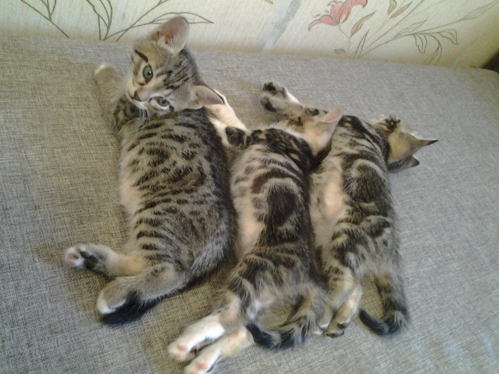 Отдаю в добрые руки.